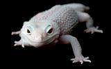 Mack Blazing Blizzard Gecko (Female)