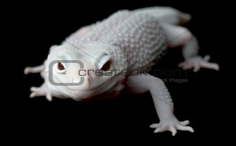 Mack Blazing Blizzard Gecko (Female)