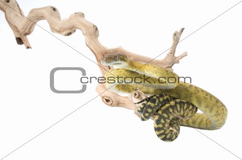 Molluan Amethystine Python (male)
