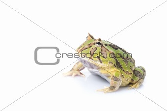 Fantasy Frog