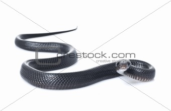 Indigo Snake (Juvenile)