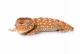 M. amyae Gecko