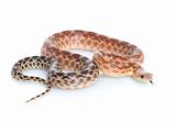 Cape Gopher Snake (Pituophis catenifer vertibralis)
