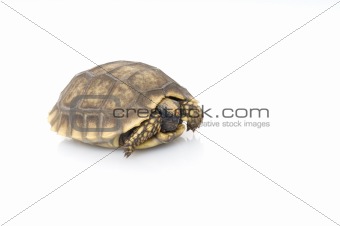 Yellowfoot Tortoise