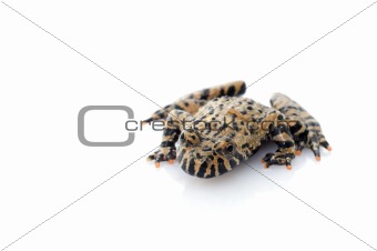 Fire Belly Toad