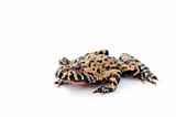 Fire Belly Toad