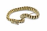 Jaguar Carpet Snake