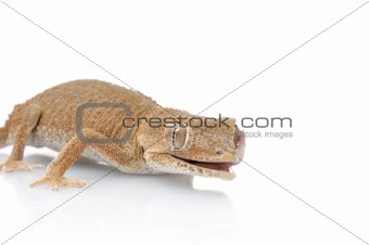 Helmeted Gecko