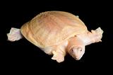 Albino Chinese Soft-shell turtle