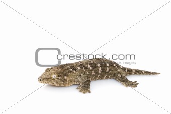 Island "E" Leaky Gecko