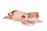 Knobtail Gecko (wheelen)