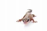 Oedura Monilis Gecko