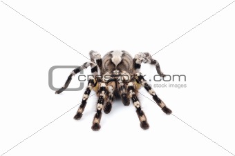 Indian Ornamental Tarantula (Poecilotheria regalis)