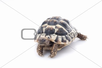 Herman's Tortoise