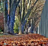 Fall Walking Path