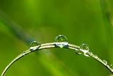  drops on grass 
