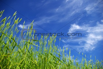 wheat on sky