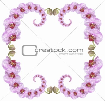Pink orchid frame