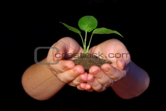 Plant between hands