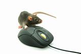  computer mouse 