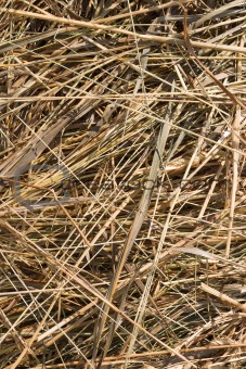dry grass backgound