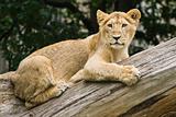 Young lioness