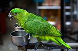 Green Parrot Eating Seed Hong Kong Bird Market