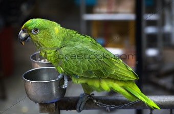 Green Parrot Eating Seed Hong Kong Bird Market