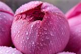 Pink Lotus Blossoum Closed Hong Kong Flower Market