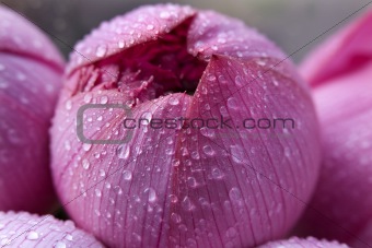 Pink Lotus Blossoum Closed Hong Kong Flower Market