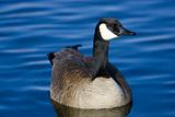 Canada Goose on Smooth Blue Water