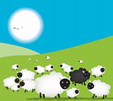 Sheep in field, one black