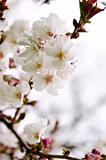 Oriental cherry blossom