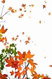 Fall maple leaves background