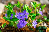 Purple wildflowers closeup