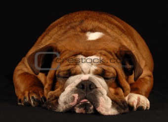 sleepy english bulldog