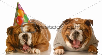 groaning birthday dogs