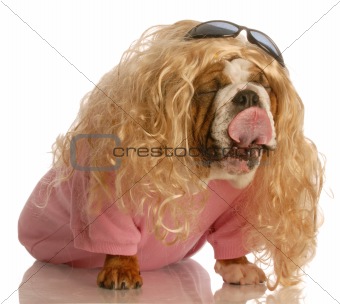 dog dressed in drag