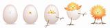 5 stage illustration of chick, baby bird  hatching from egg