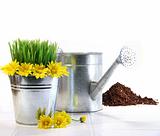Garden pot with grass, daisies and watering can 