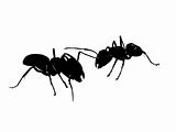 Ant's Fighting