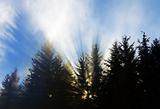 Pine Tree Rays