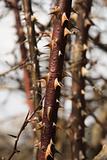 Close up of thorns on a bramble (blackberry bush).