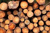 Logs stacked