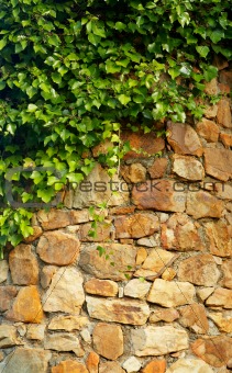 Ivy climbing the old wall