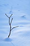 Snow branch