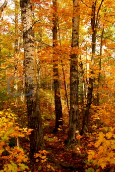 Fall forest