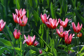 Original the tulips