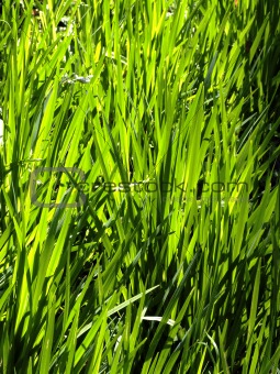 Backlit Grass