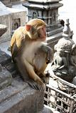Hindu Rhesus Monkey - Nepal